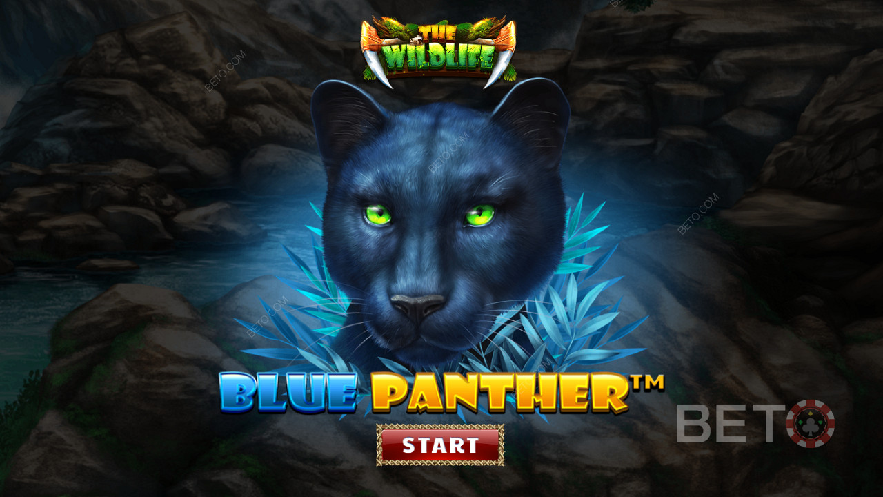 ท่องไปในป่าท่ามกลางสัตว์ร้ายยามค่ำคืนของสล็อต Blue Panther