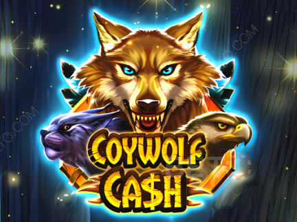 Coywolf Cash เดโม