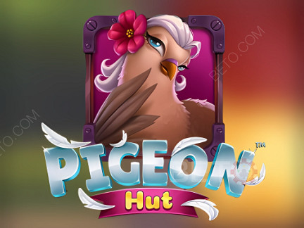 Pigeon Hut เดโม