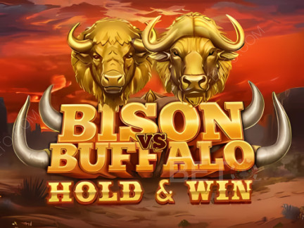 Bison vs Buffalo เดโม